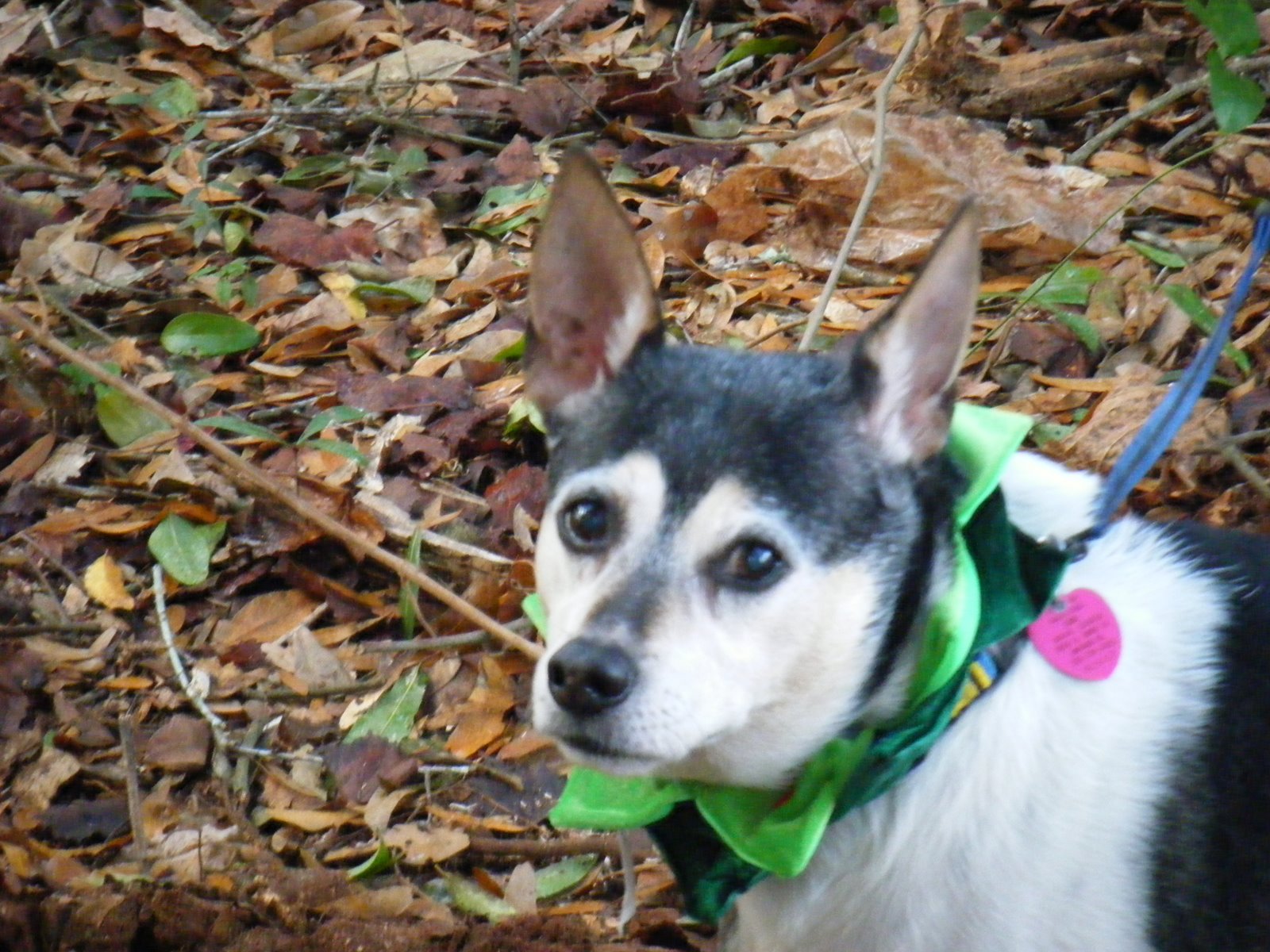 [Christmas+08...Scooter+031.JPG]