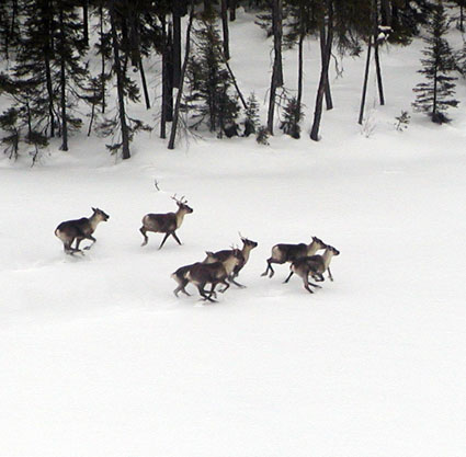 [reindeer-1.jpg]
