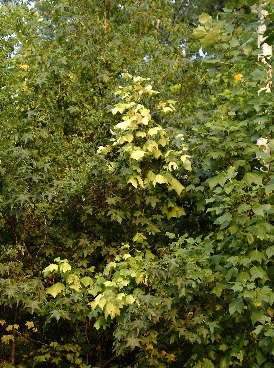 Zelkova+serrata+kiwi+sunset