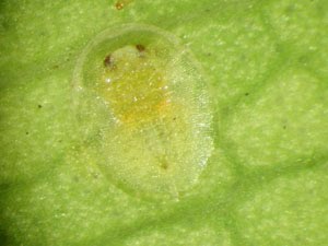 [whitefly+nymph.jpg]