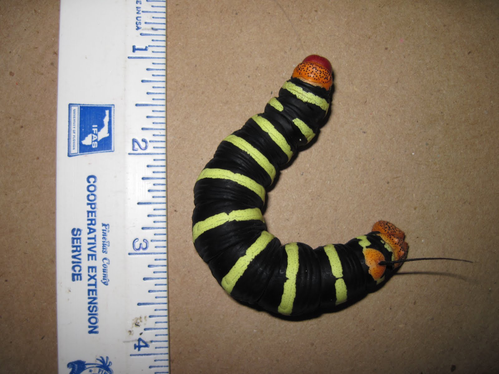 [tetrio+sphinx+larva.JPG]