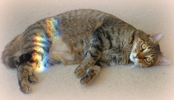 [BerryPuffTurnoversII004.jpg]