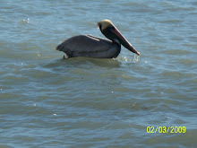 Pelican drifting on the water