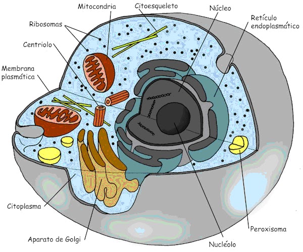 hair la celula animal. La célula animal y vegetal diferencia entre celula la celula animal. hair la celula animal. La célula animal y vegetal diferencia entre celula