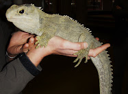 The Tuatara: found only in NZ