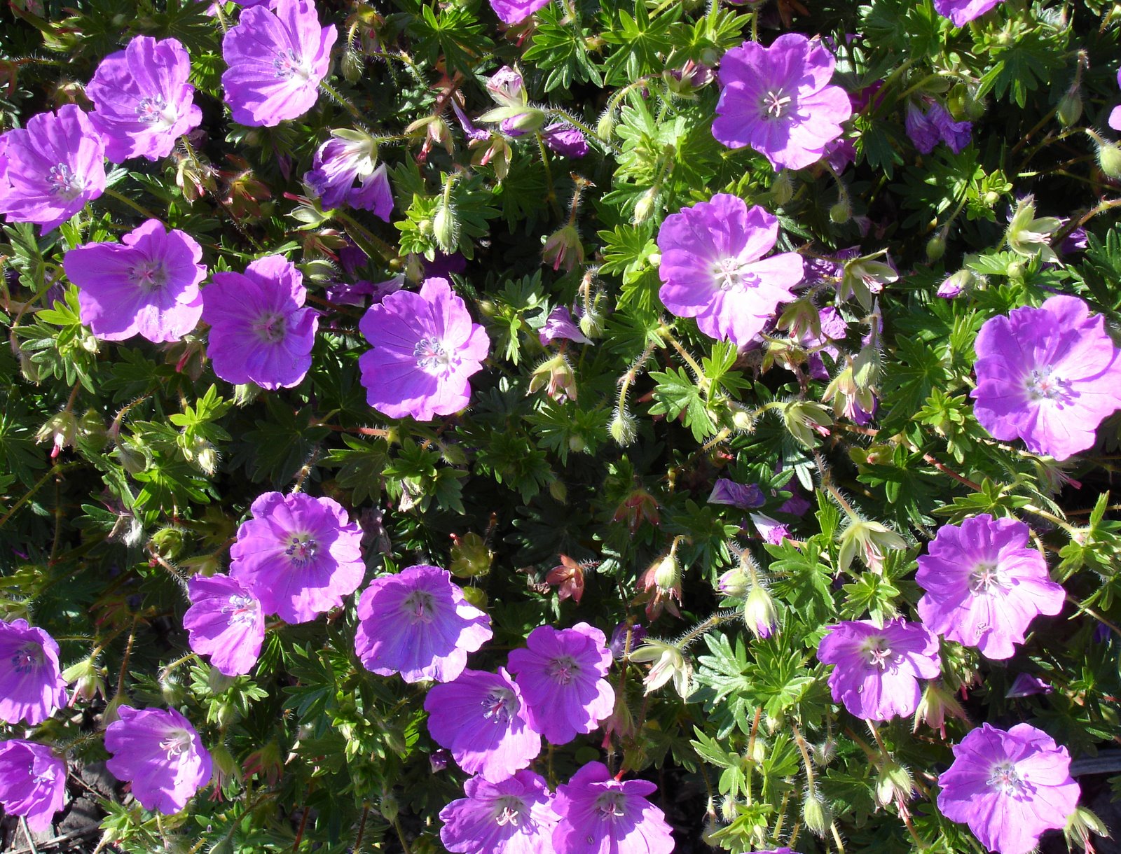 [Geranium+Max+Frei.JPG]