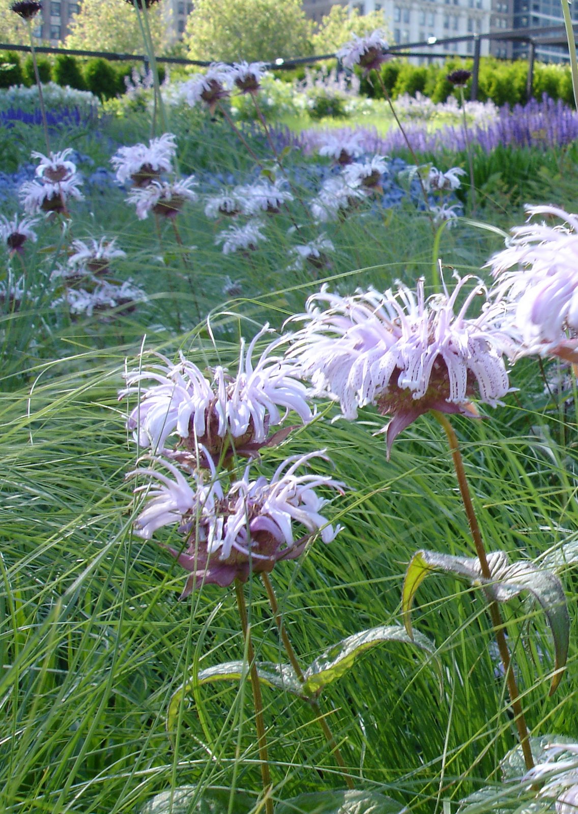 [Monarda+bradburyana.JPG]