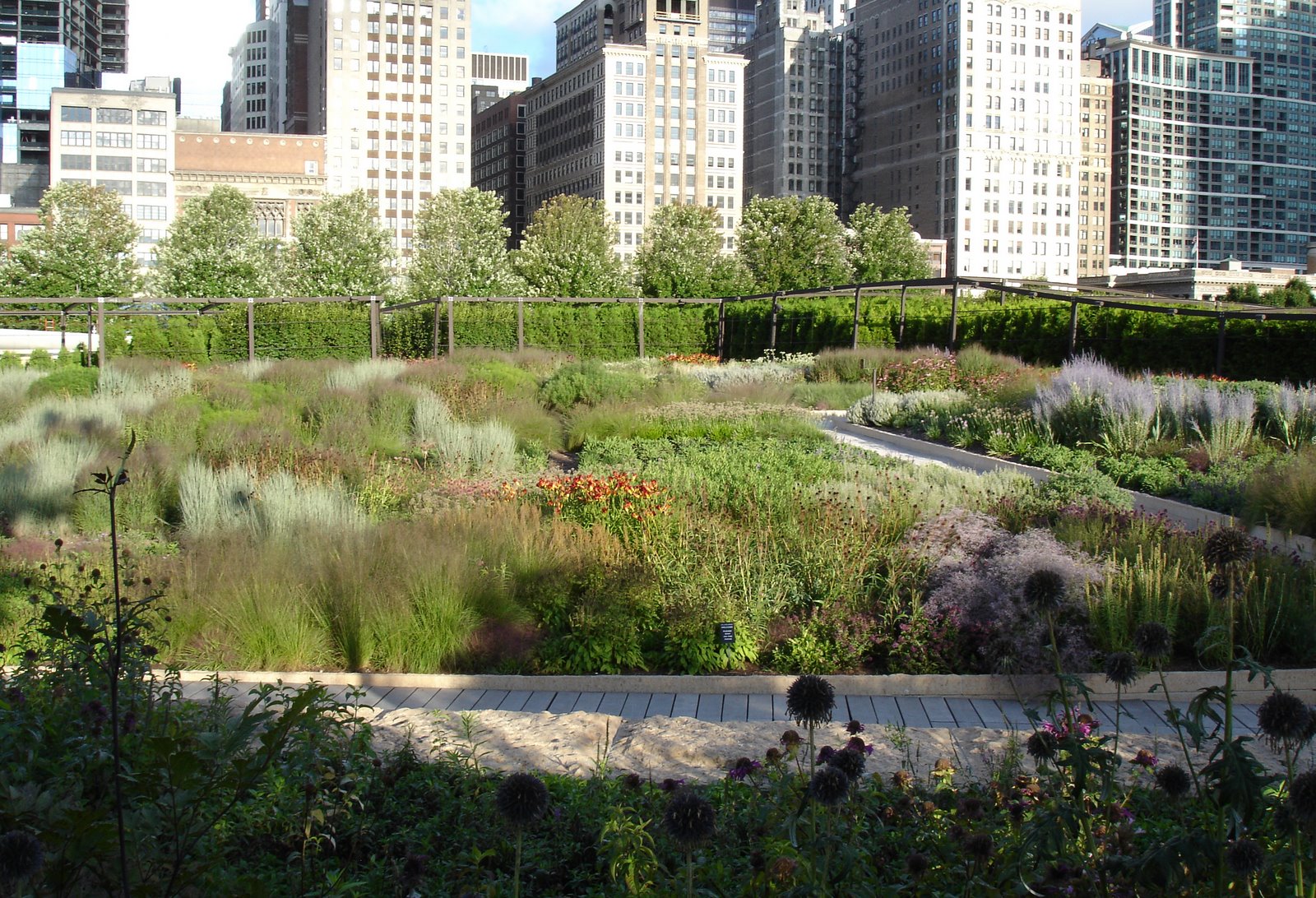 [LurieLandscape5.JPG]