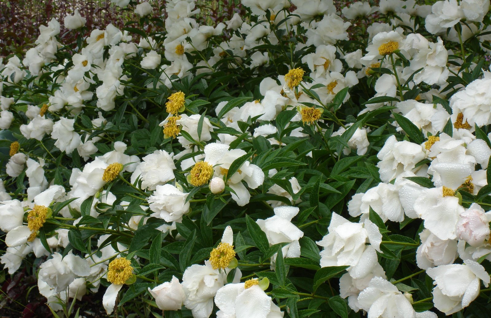 [LastOfPeonies1.JPG]