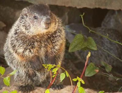 la marmota