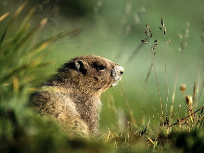 la marmota