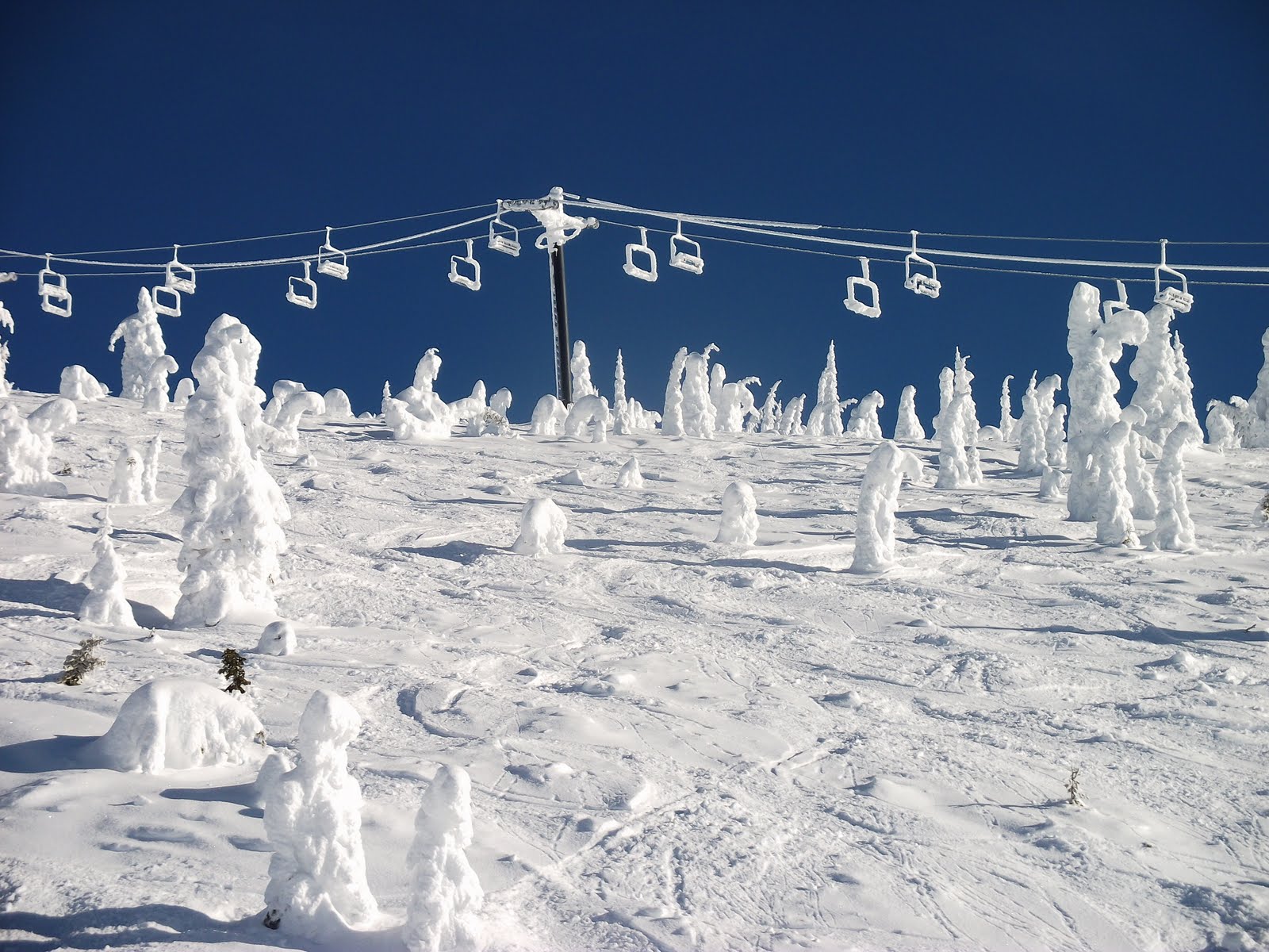 Little Leonards on the Prairie Snow Ghost Trees...