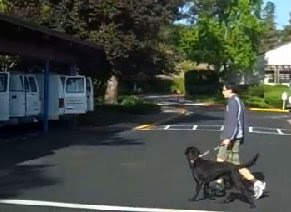 Instructor walks with a black Lab toward a training van