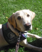 Guide Dog puppy Reyna