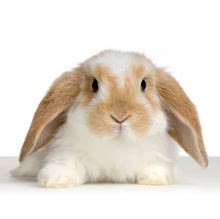 RABBIT CARE & TRAINING SECRETS