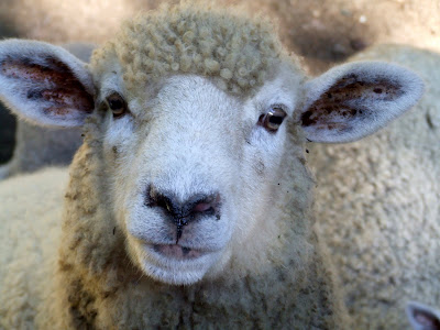 Big+face+sheep.jpg