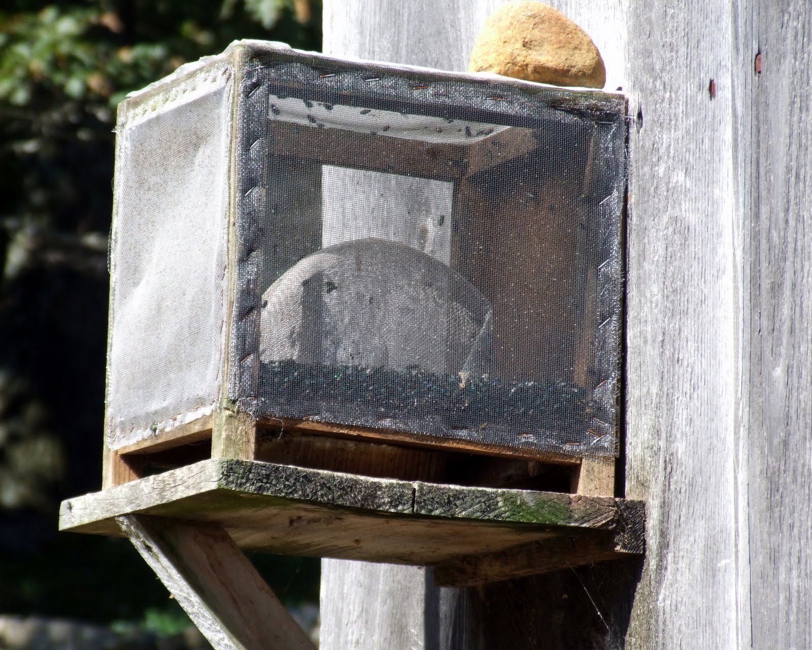 New England Photos Old Fashioned Fly Trap