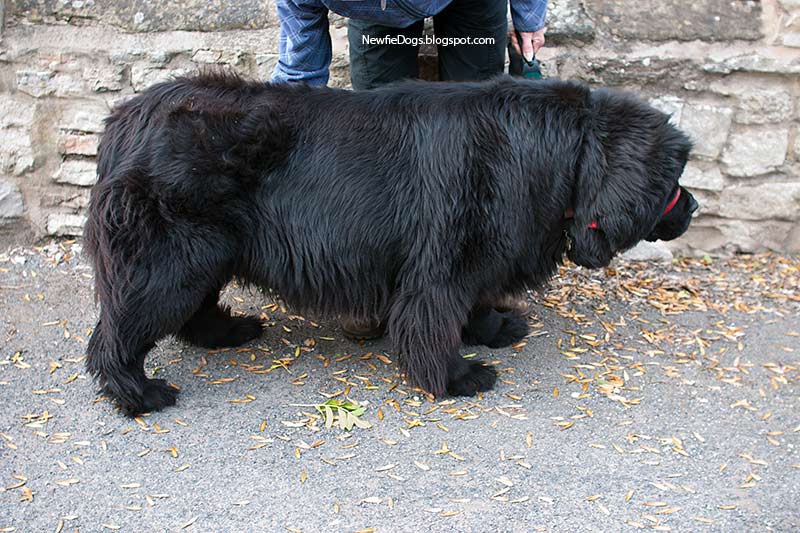 Breeding Newfoundlands August 2010