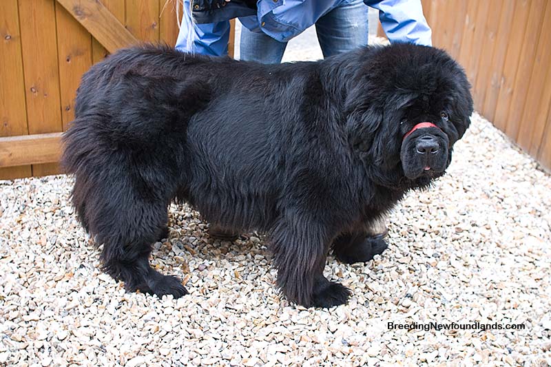 Breeding Newfoundlands August 2010