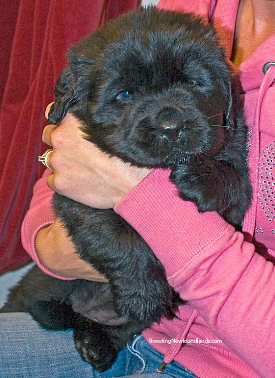 Gipsy at 4 weeks old