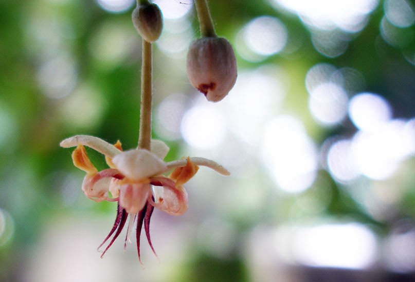 Pictures of African Cocoa Farming Cocoa Flowers (2)