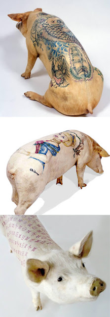 Tattoo on Pigs. Wim Delvoye has been tattooing pigs since the 1990s.