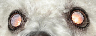 PROBLEMAS OCULARES - Taras Oculares en el Labrador Retriever APR+CATARATA