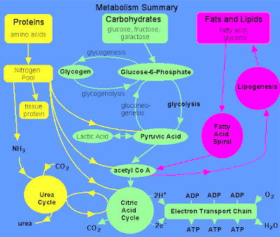 protein and fat metabolism protein and fat metabolism