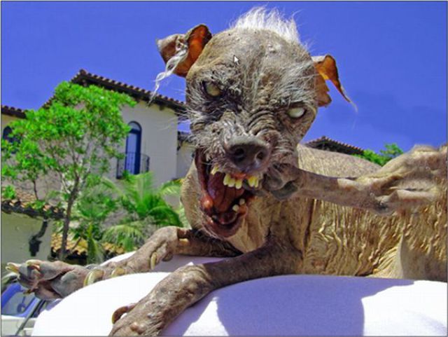 ugly dogs and cats. Ugliest Dogs Ever Seen