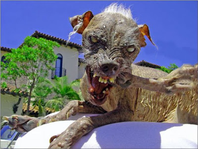 ugliest_dogs_01.jpg