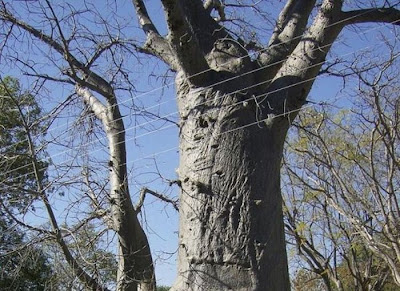 external image tree_toilet_01.jpg external image tree_toilet_01.jpg