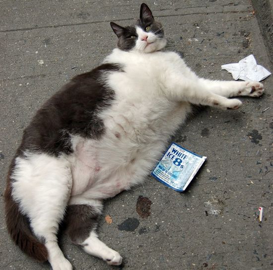 [fat_pets_08.jpg]