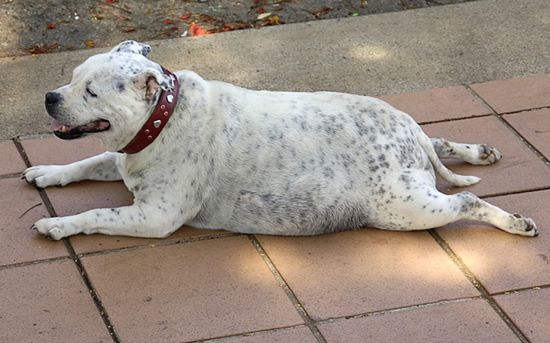 [fat_pets_01.jpg]