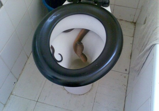 [toilet-snake.jpg]