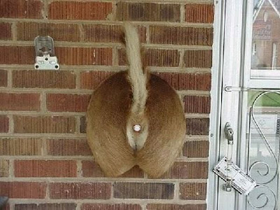 Redneck Doorbell You don't need a lake to do a little skiing