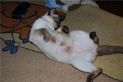Amazing Cat Transformation Seen On www.coolpicturegallery.us Amazing Cat Transformation Seen On www.coolpicturegallery.us