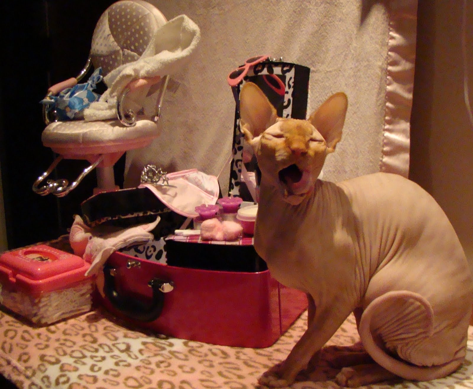 Adventures Of A Naked Cat Nofuratu S Beauty Secrets