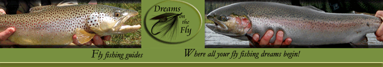 Dreams on the Fly