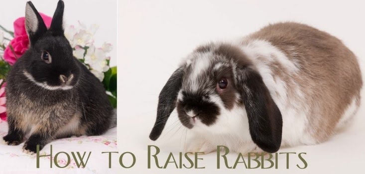 How to Raise Rabbits