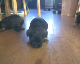 In the kitchen at 3 wks old.