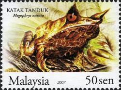 Katak Tanduk