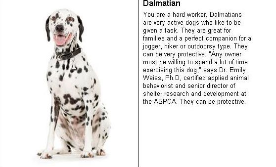 [dalmatian.JPG]