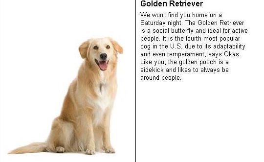 [golden+retriever.JPG]