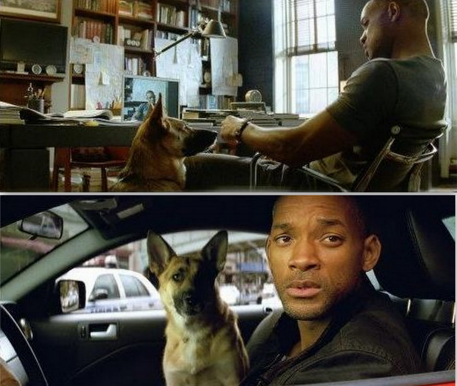 [I+am+legend.jpg]