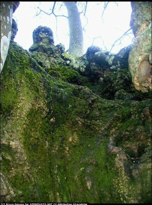 [blog+leap+Bruce+Denney.bmp]