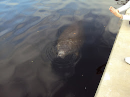 manatee in Tarpon Springs