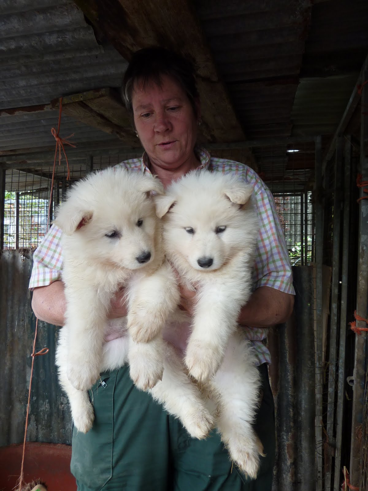 High quality imported dogs for sale White German Shepherd Dogs/Puppies