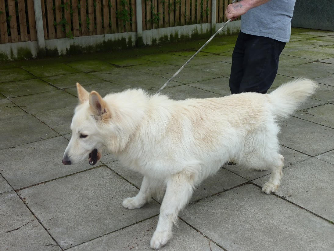 High quality imported dogs for sale White German Shepherd Dogs/Puppies