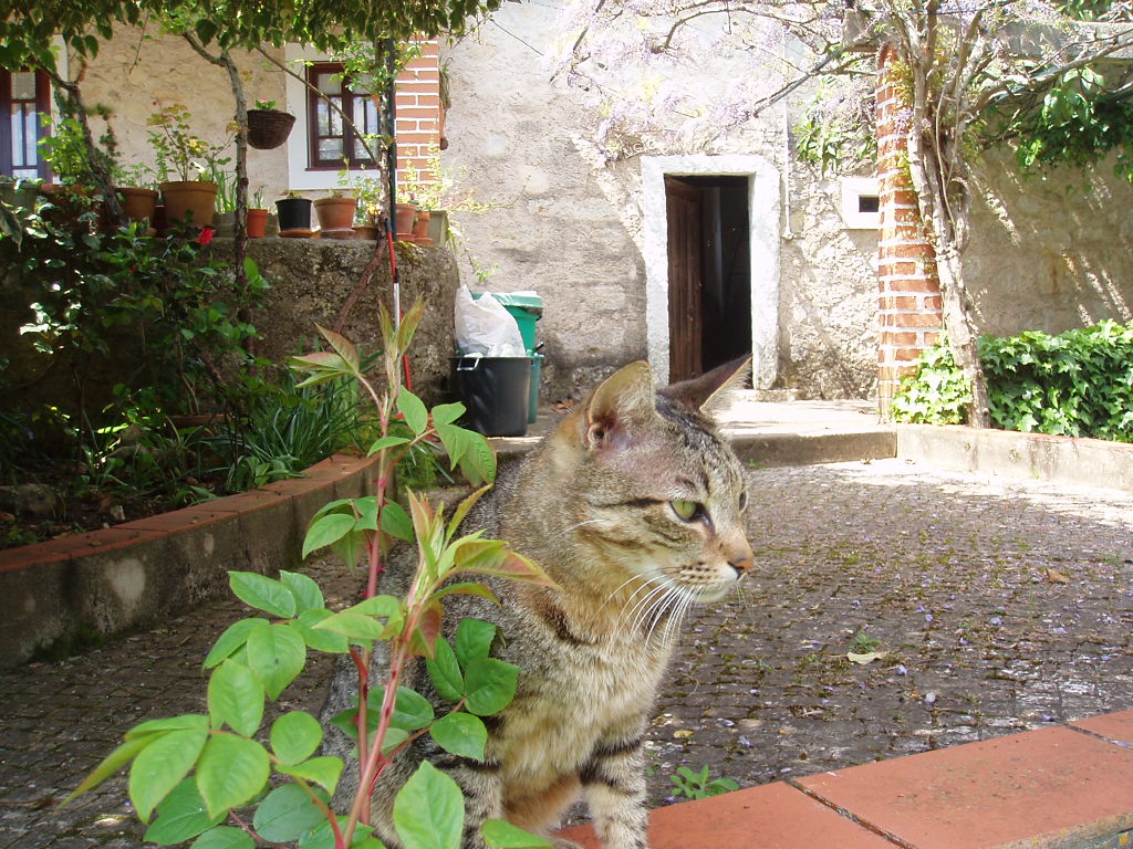 [mounti2-042007]