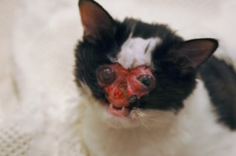 BATTLEZOO - A blog about animals fighting.: Chase, the cat with no face